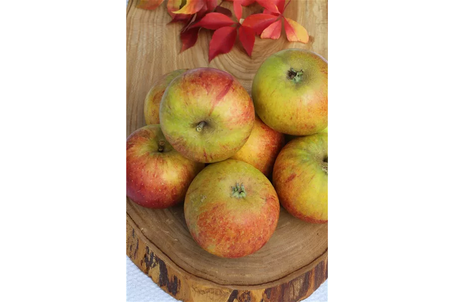 Malus domestica 'Cox Orange' Stammhöhe 40cm, Topfgröße 5 Liter