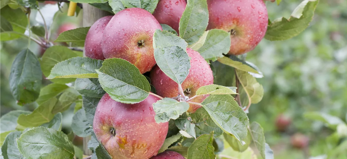 Malus Ballerina 'Waltz'® CAC Topfgröße 5 Liter, Säulenapfel