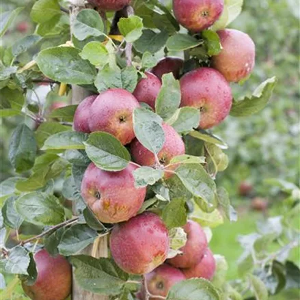 Malus Ballerina 'Waltz'® CAC