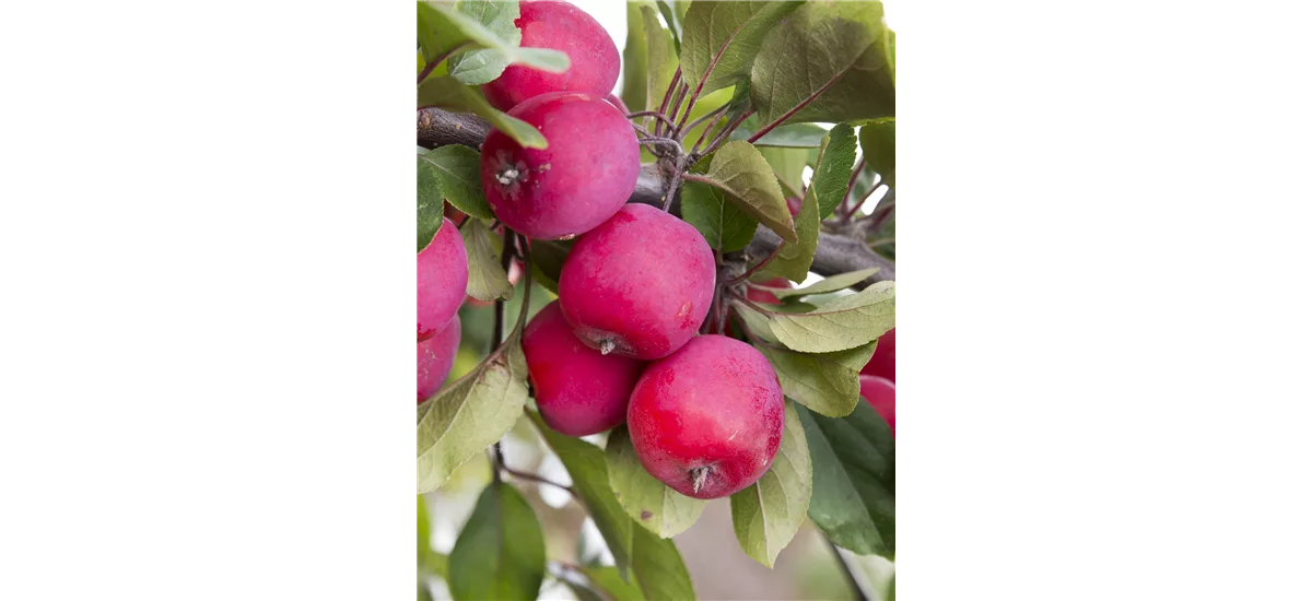 Malus 'Appletini'® CAC Topfgröße 10 Liter, Höhe 100-125cm