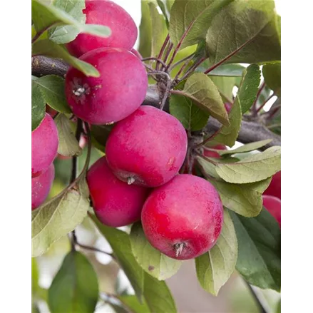 Malus 'Appletini'® CAC