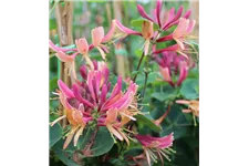 Lonicera heckrottii 'Goldflame' Topfgröße 2 Liter, Höhe 60-100cm