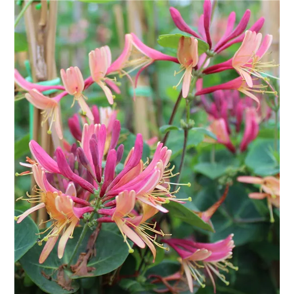 Lonicera heckrottii 'Goldflame'