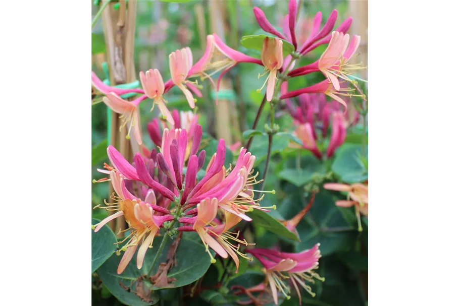 Lonicera heckrottii 'Goldflame' Topfgröße 2 Liter, Höhe 60-100cm