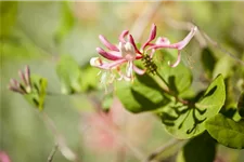 Lonicera heckrottii 'Goldflame' Topfgröße 2 Liter, Höhe 60-100cm