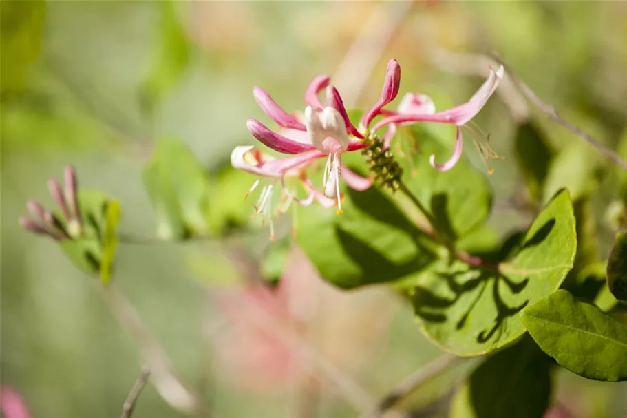 Lonicera heckrottii 'Goldflame' Topfgröße 2 Liter, Höhe 60-100cm