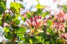 Lonicera heckrottii 'Goldflame' Topfgröße 2 Liter, Höhe 60-100cm