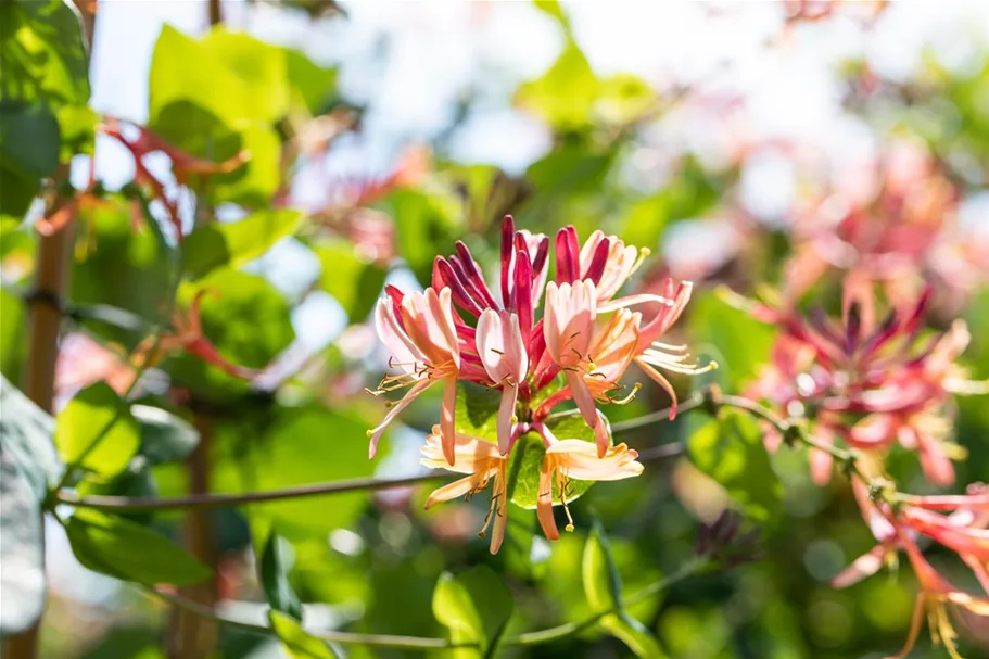 Lonicera heckrottii 'Goldflame' Topfgröße 2 Liter, Höhe 60-100cm