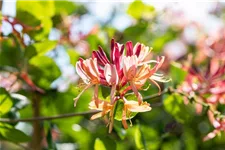 Lonicera heckrottii 'Goldflame' Topfgröße 2 Liter, Höhe 60-100cm