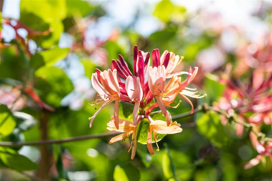 Lonicera heckrottii 'Goldflame' Topfgröße 2 Liter, Höhe 60-100cm