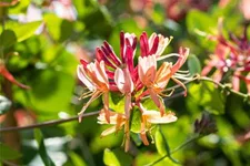 Lonicera heckrottii 'Goldflame' Topfgröße 2 Liter, Höhe 60-100cm