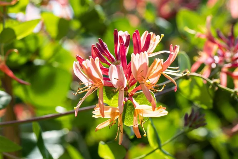 Lonicera heckrottii 'Goldflame' Topfgröße 2 Liter, Höhe 60-100cm