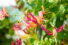 Lonicera heckrottii 'Goldflame' Topfgröße 2 Liter, Höhe 60-100cm