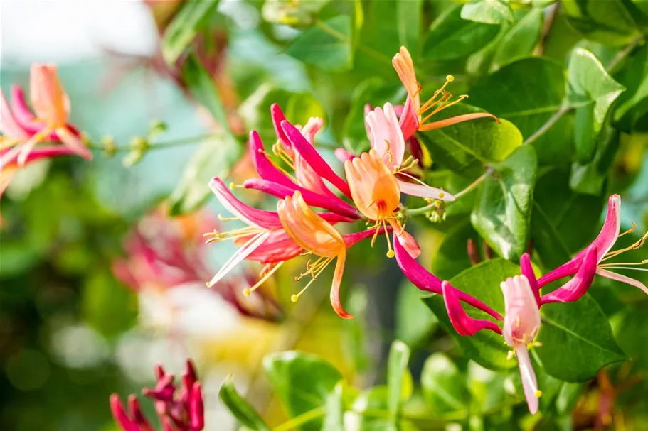 Lonicera heckrottii 'Goldflame' Topfgröße 2 Liter, Höhe 60-100cm