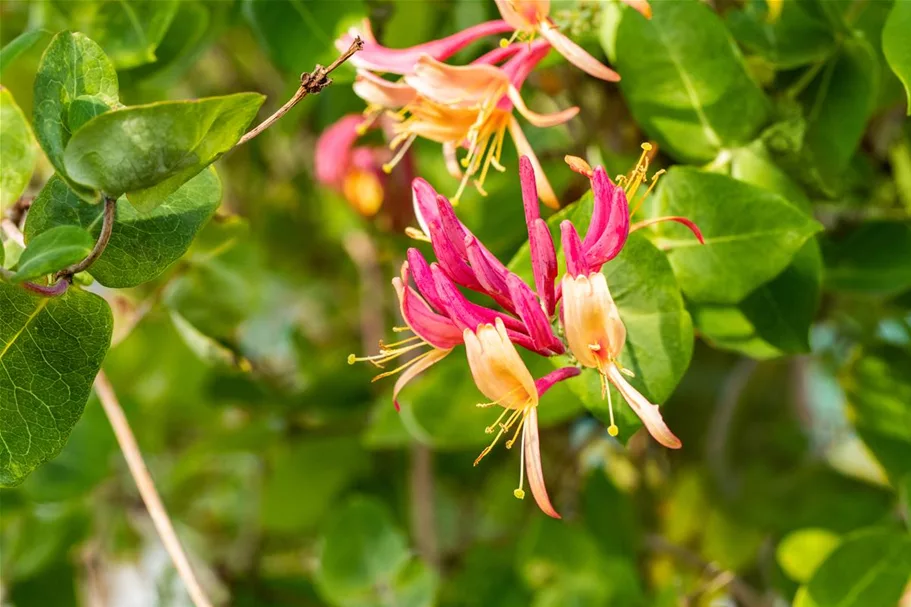 Lonicera heckrottii 'Goldflame' Topfgröße 2 Liter, Höhe 60-100cm