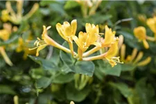 Lonicera heckrottii Topfgröße 2 Liter, Höhe 40-60cm