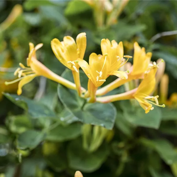 Lonicera heckrottii