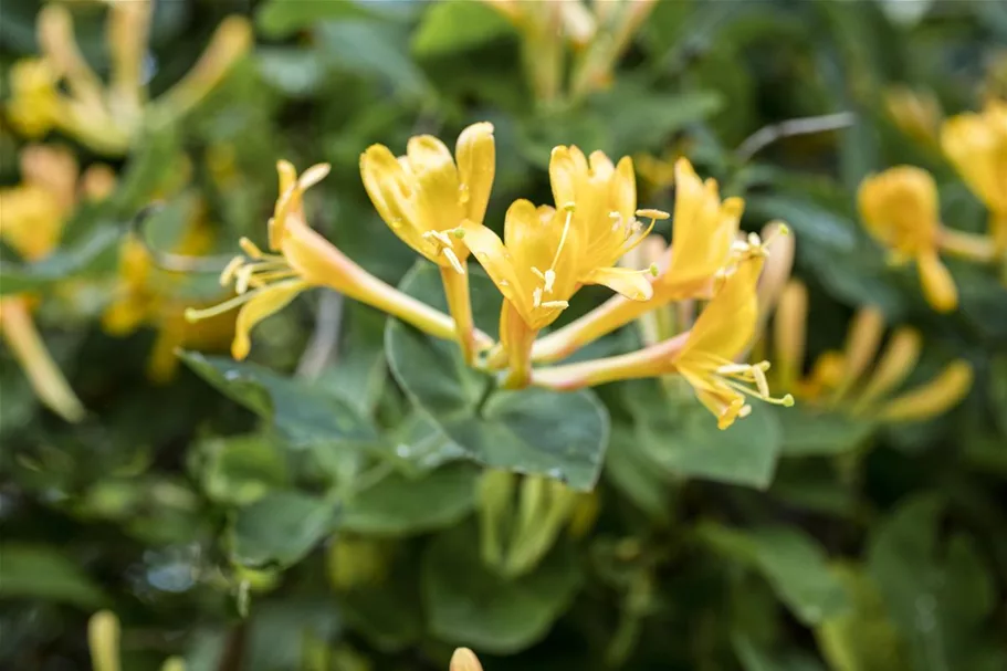 Lonicera heckrottii Topfgröße 2 Liter, Höhe 40-60cm