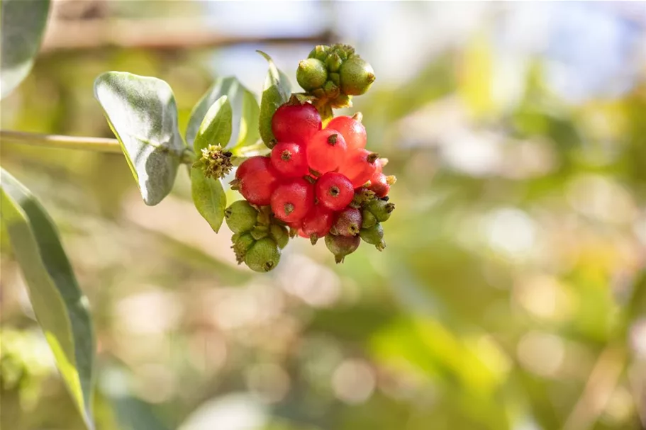 Lonicera heckrottii Topfgröße 2 Liter, Höhe 40-60cm