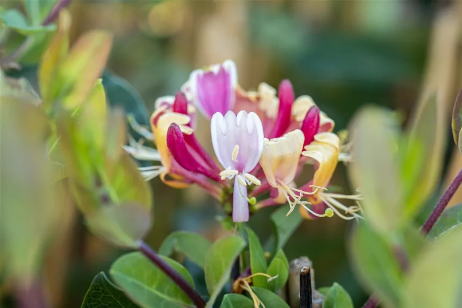 Lonicera heckrottii Topfgröße 2 Liter, Höhe 40-60cm