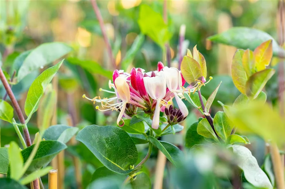 Lonicera heckrottii Topfgröße 2 Liter, Höhe 40-60cm