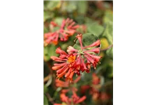 Lonicera brownii 'Dropmore Scarlet' Topfgröße 2 Liter, Höhe 60-100cm