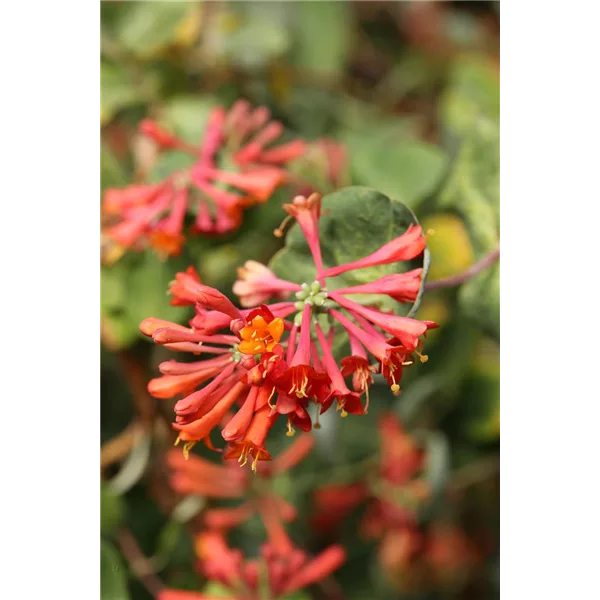 Lonicera brownii 'Dropmore Scarlet'