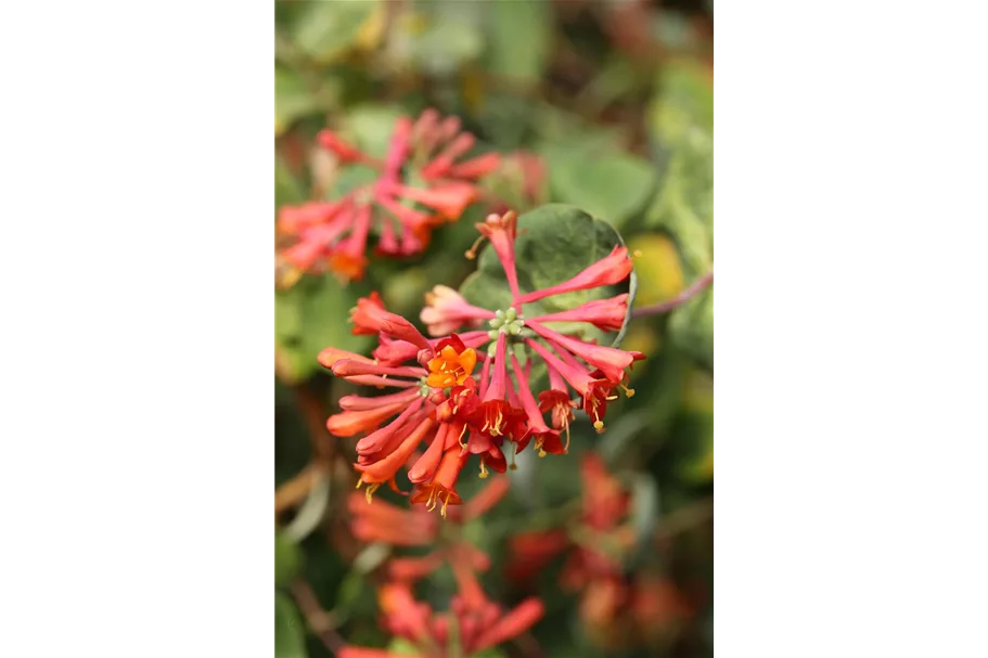 Lonicera brownii 'Dropmore Scarlet' Topfgröße 2 Liter, Höhe 60-100cm