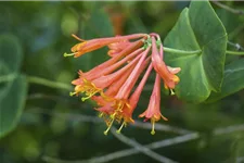 Lonicera brownii 'Dropmore Scarlet' Topfgröße 2 Liter, Höhe 60-100cm