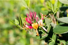 Lonicera brownii 'Dropmore Scarlet' Topfgröße 2 Liter, Höhe 60-100cm