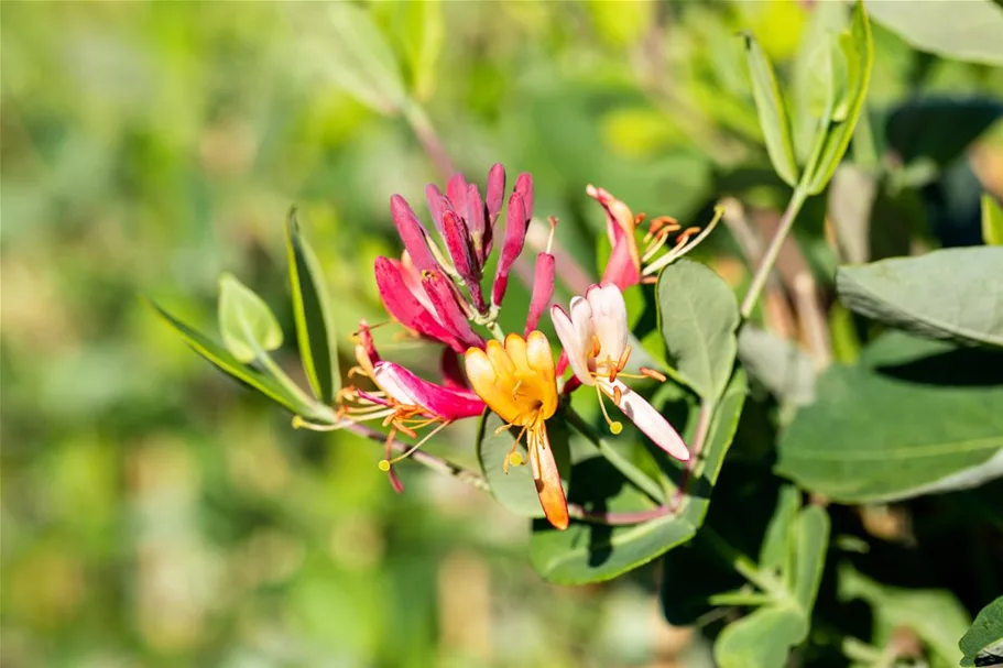 Lonicera brownii 'Dropmore Scarlet' Topfgröße 2 Liter, Höhe 60-100cm