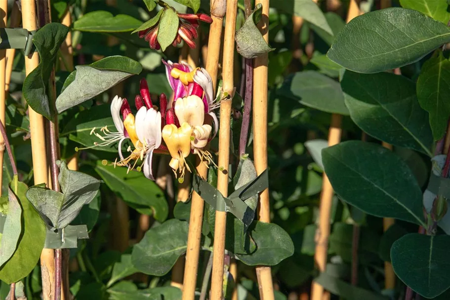 Lonicera brownii 'Dropmore Scarlet' Topfgröße 2 Liter, Höhe 60-100cm