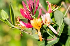 Lonicera brownii 'Dropmore Scarlet' Topfgröße 2 Liter, Höhe 60-100cm