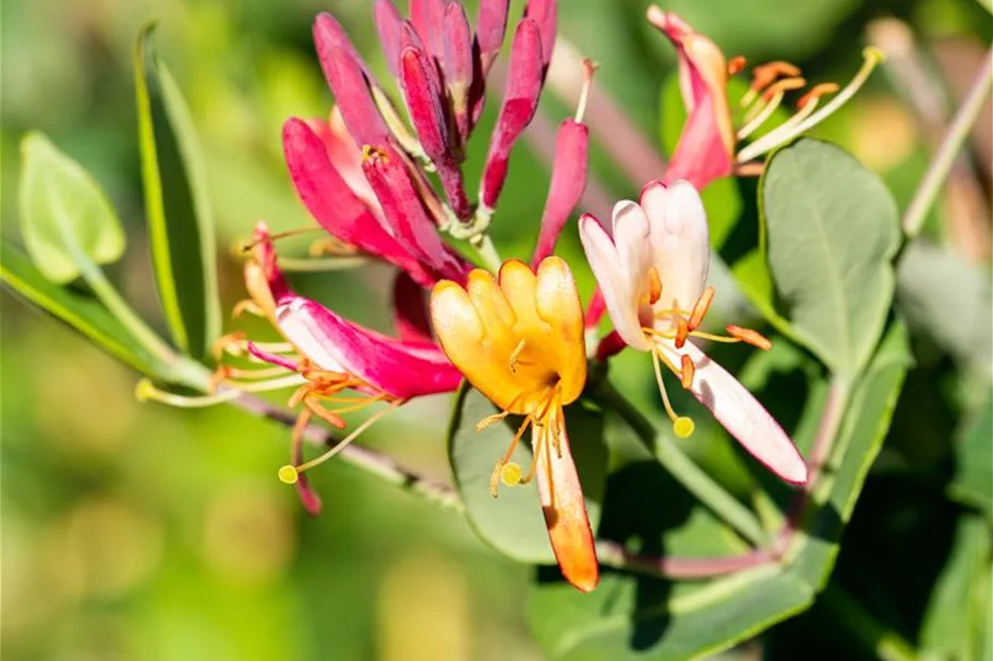 Lonicera brownii 'Dropmore Scarlet' Topfgröße 2 Liter, Höhe 60-100cm