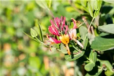 Lonicera brownii 'Dropmore Scarlet' Topfgröße 2 Liter, Höhe 60-100cm