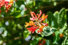 Lonicera brownii 'Dropmore Scarlet' Topfgröße 2 Liter, Höhe 60-100cm