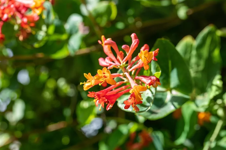 Lonicera brownii 'Dropmore Scarlet' Topfgröße 2 Liter, Höhe 60-100cm