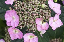 Hydrangea macrophylla 'Flair & Flavours'® 'Cotton Candy'® Topfgröße 5 Liter