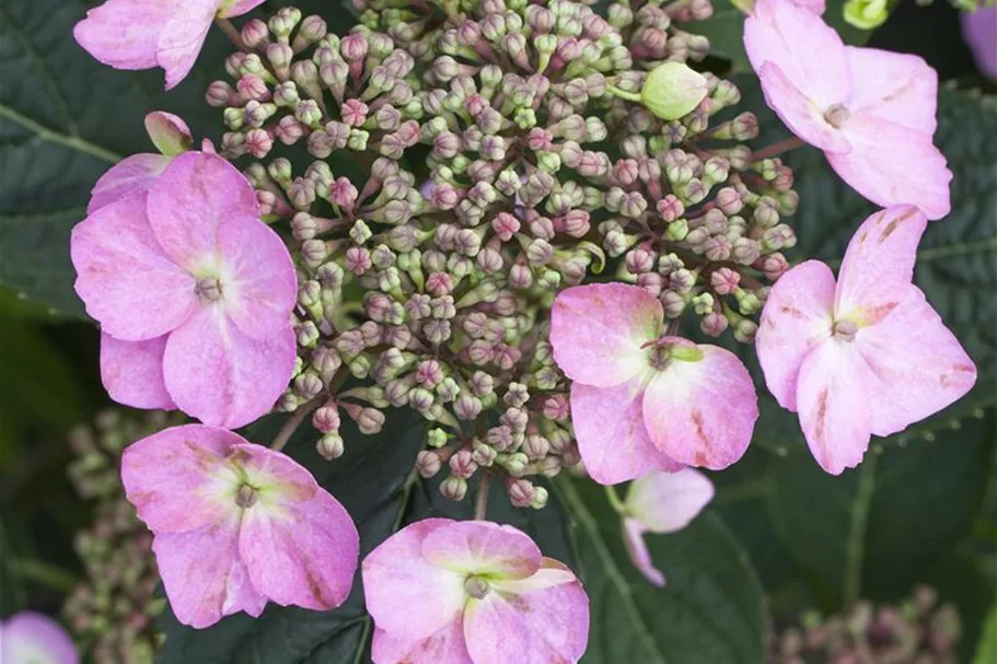 Hydrangea macrophylla 'Flair & Flavours'® 'Cotton Candy'® Topfgröße 5 Liter