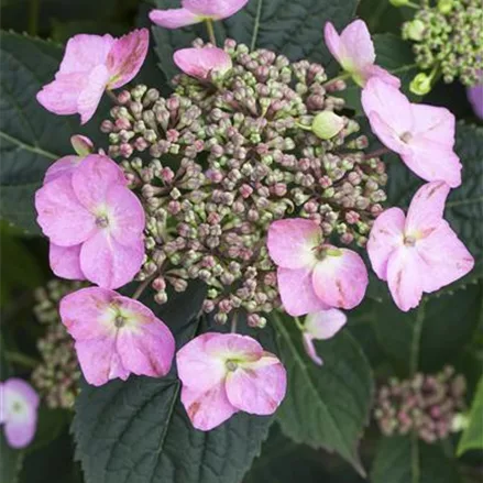 Hydrangea serrata 'Cotton Candy'®