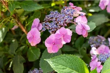 Hydrangea serrata 'Cotton Candy'® Topfgröße 5 Liter