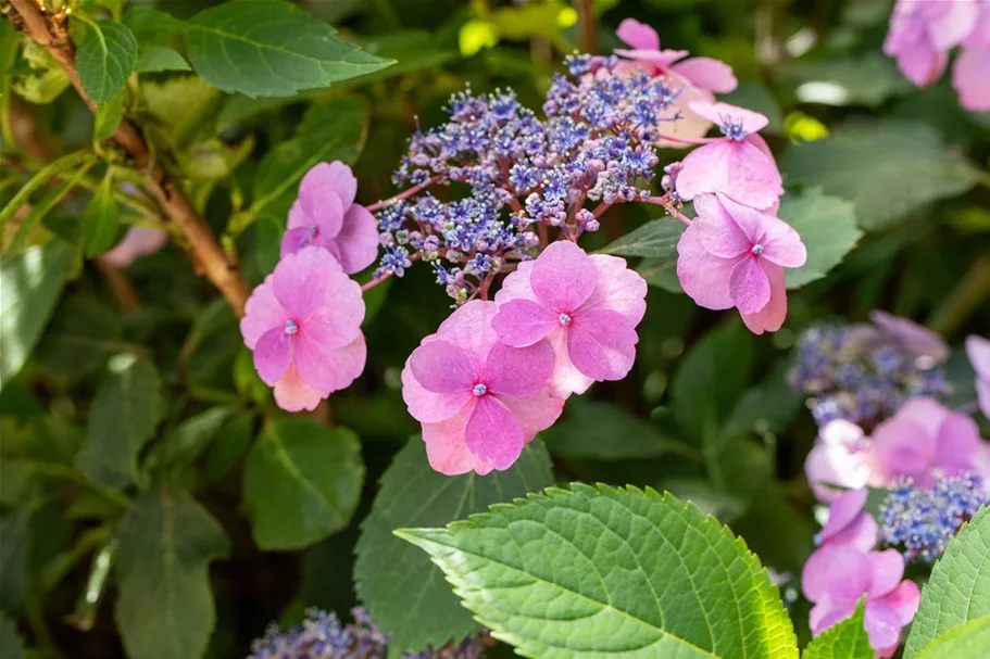 Hydrangea serrata 'Cotton Candy'® Topfgröße 5 Liter