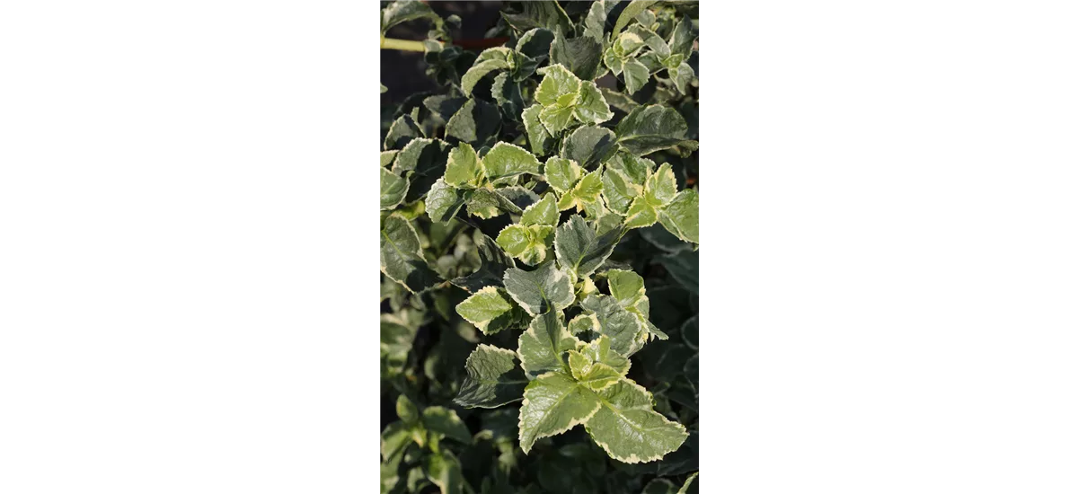 Hydrangea petiolaris 'Silver Lining'® Topfgröße 6 Liter, Höhe 60-80cm