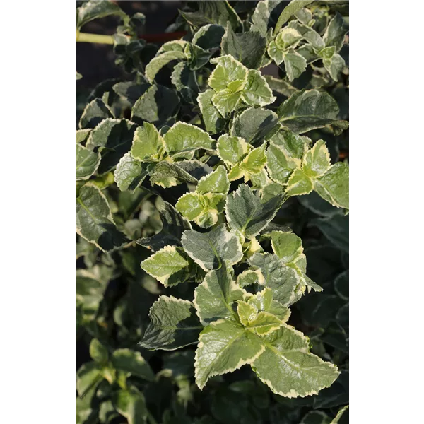 Hydrangea petiolaris 'Silver Lining'®