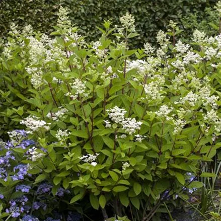 Hydrangea paniculata 'Wim's Red'®