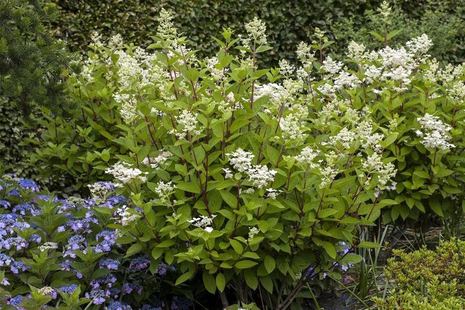 Hydrangea paniculata 'Wim's Red'® Topfgröße 6 Liter