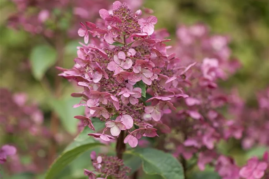 Hydrangea paniculata 'Wim's Red'® Topfgröße 6 Liter