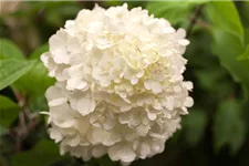 Hydrangea paniculata 'Wim's Red'® Topfgröße 6 Liter