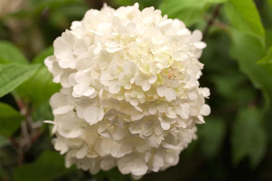 Hydrangea paniculata 'Wim's Red'® Topfgröße 6 Liter