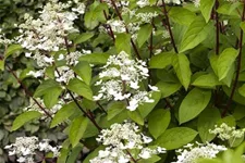 Hydrangea paniculata 'Wim's Red'® Topfgröße 6 Liter